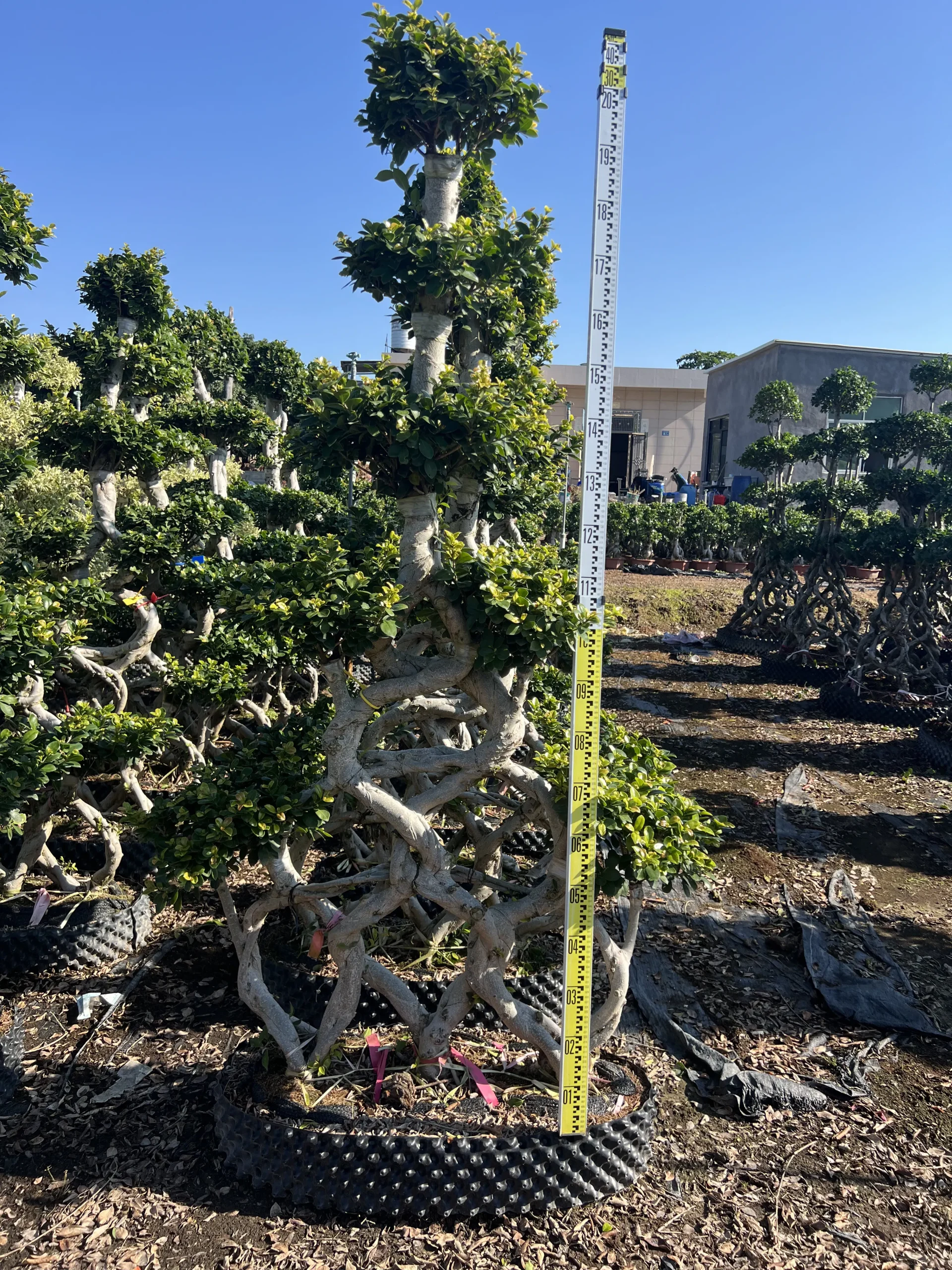 Ficus Microcarpa Bonsai Care2