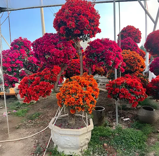 Multi Color Bougainvillea Bonsai