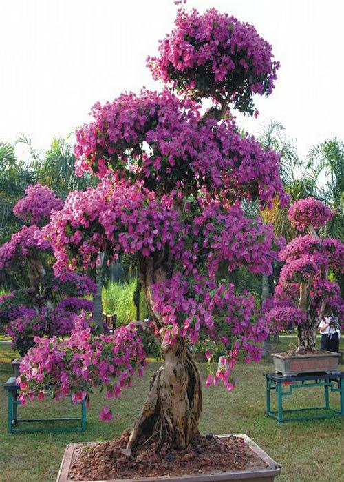 Bougainvillea Plant How To Grow