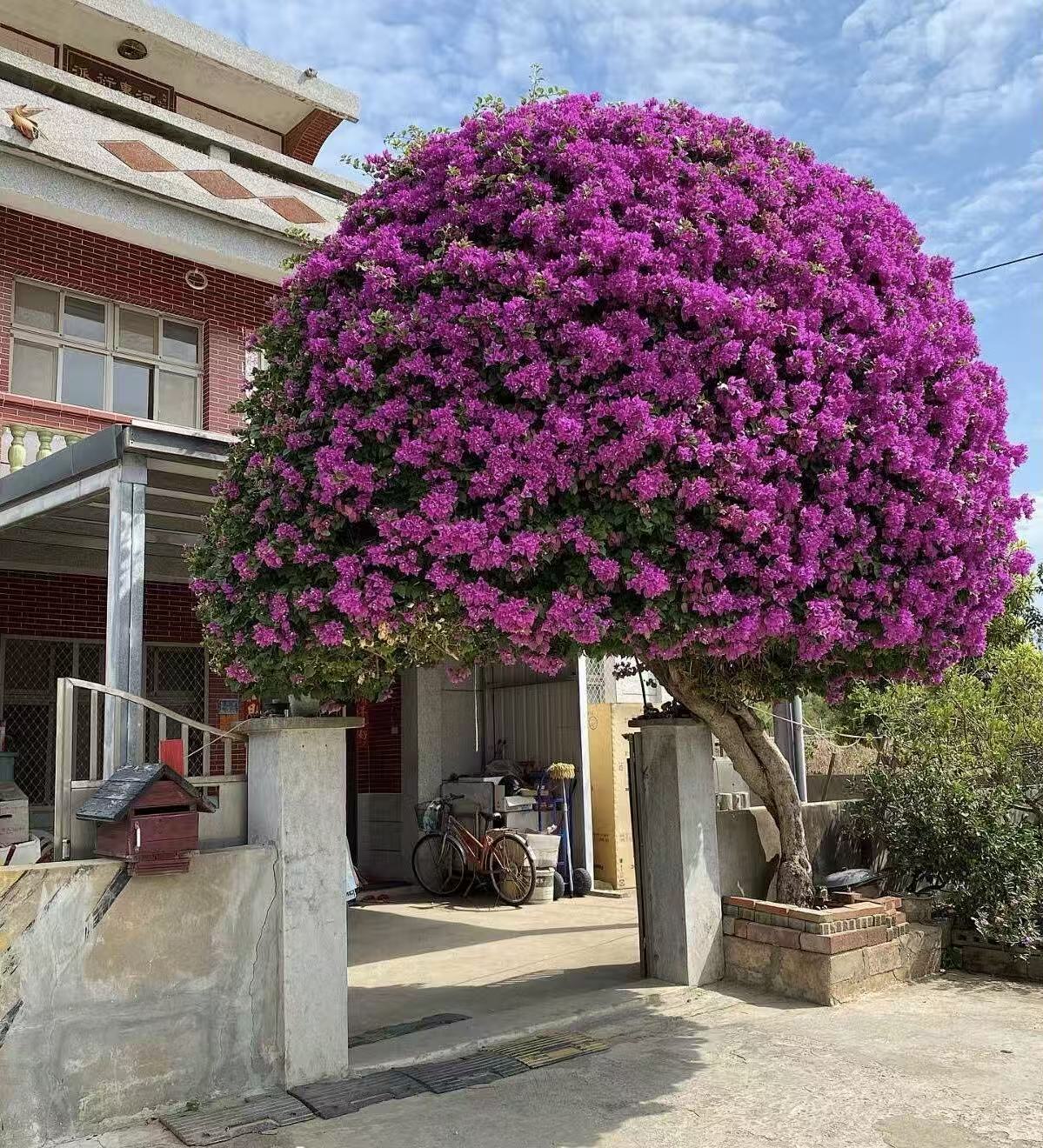 Bougainvillea Plant How To Grow
