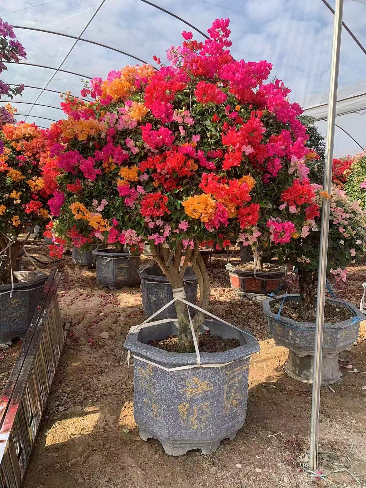 Bougainvillea Plant How To Grow2