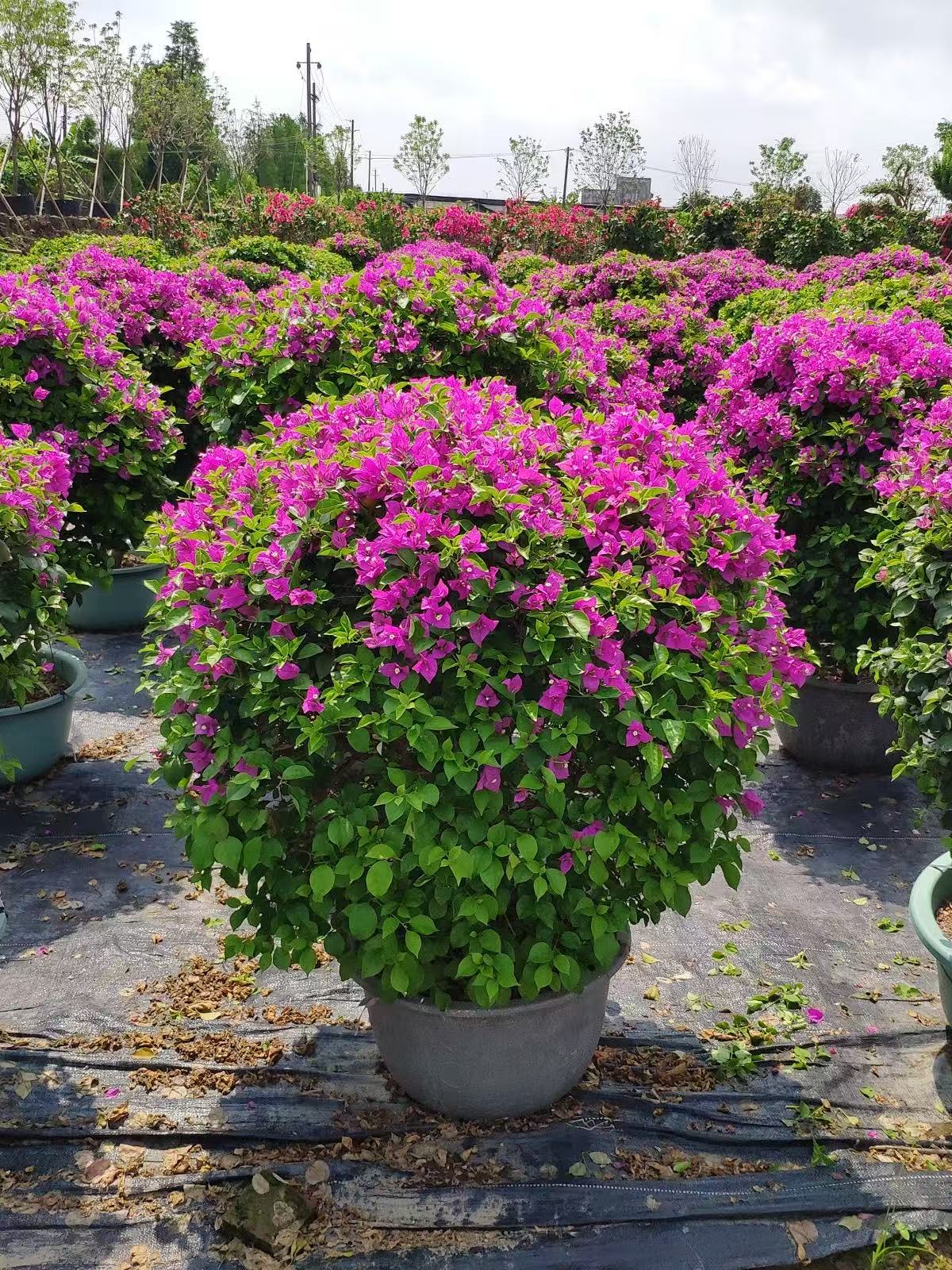Bougainvillea Plant How To Grow3