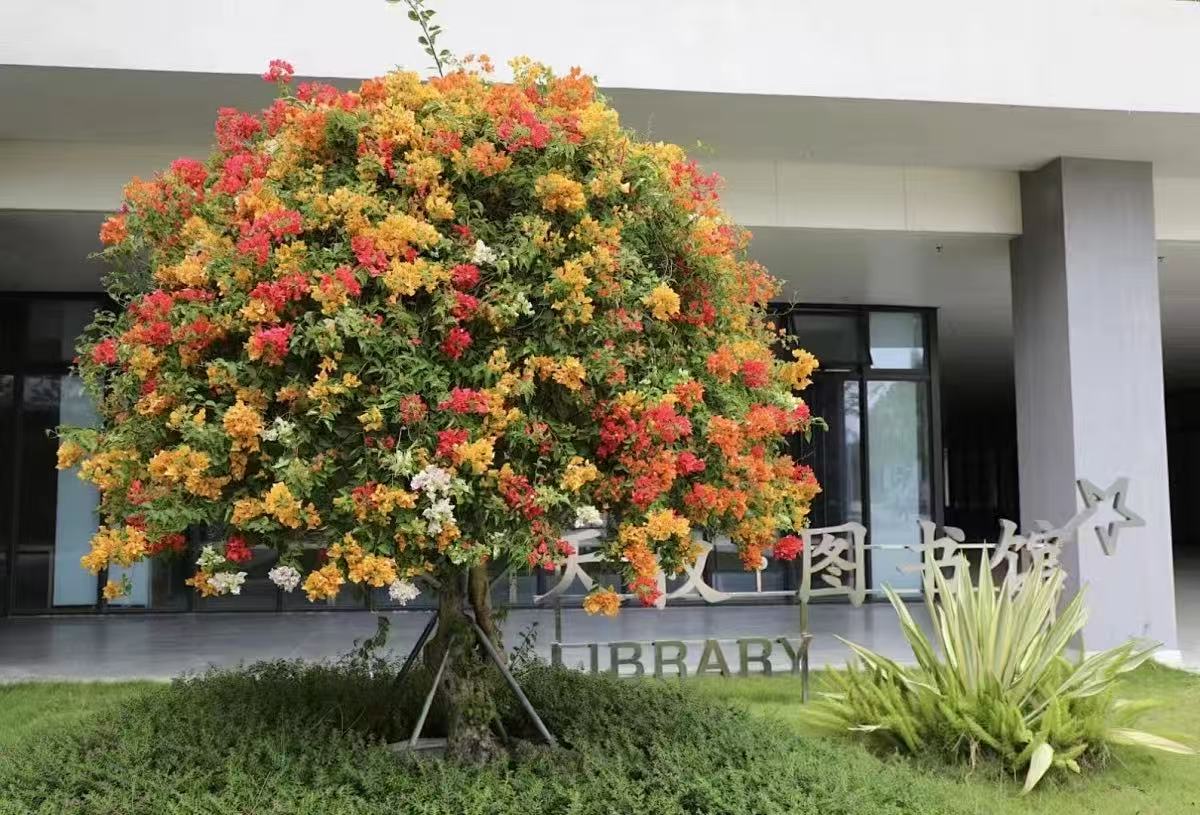 Bougainvillea Plant How To Grow4