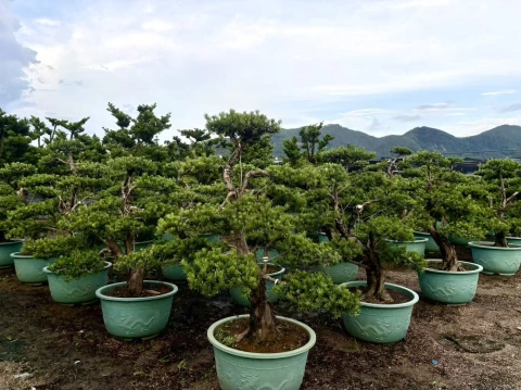 Buddhist Pine Tree