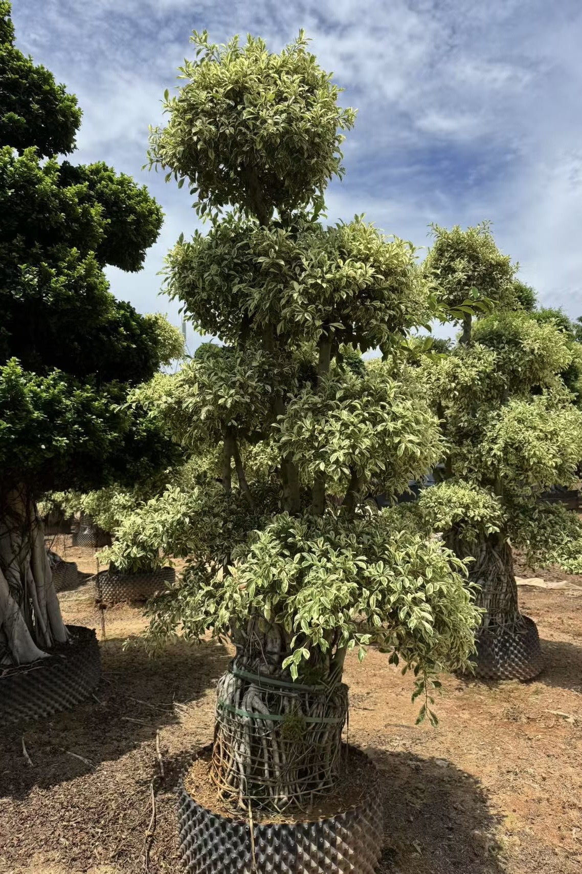 Variegated Ficus