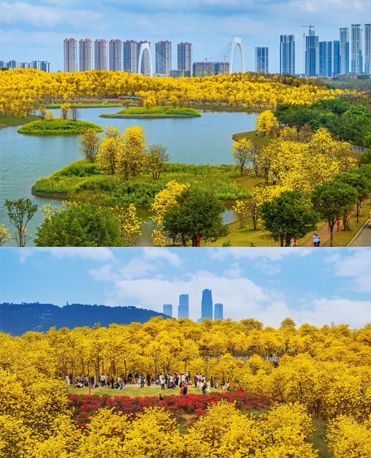 Golden Yellow Trumpet Tree