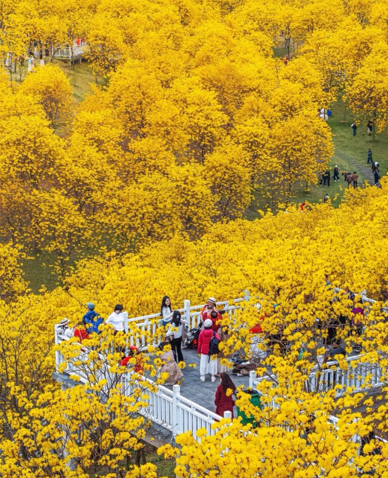 Golden Yellow Trumpet Tree