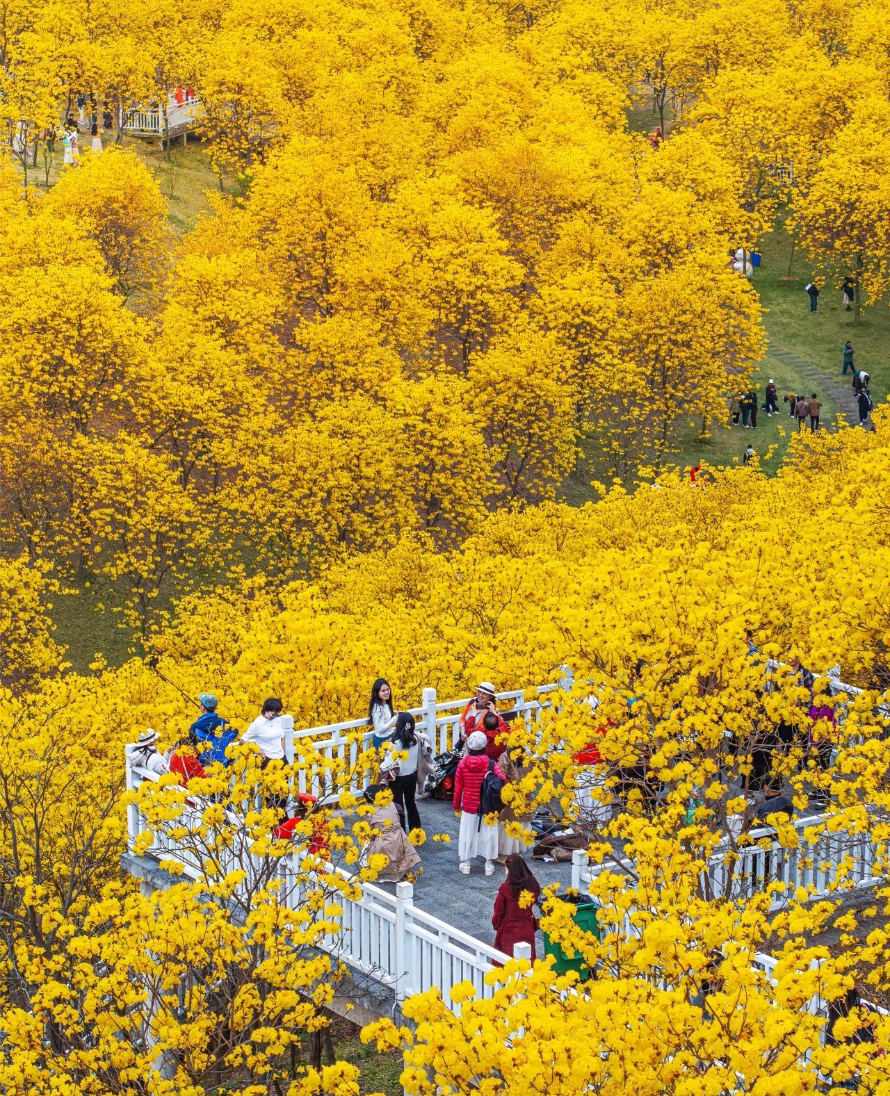 Golden Yellow Trumpet Tree