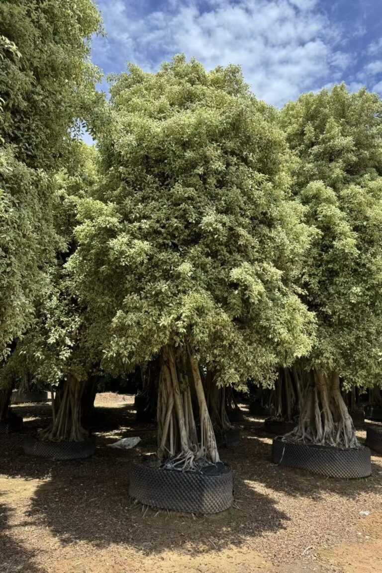 Variegated Ficus