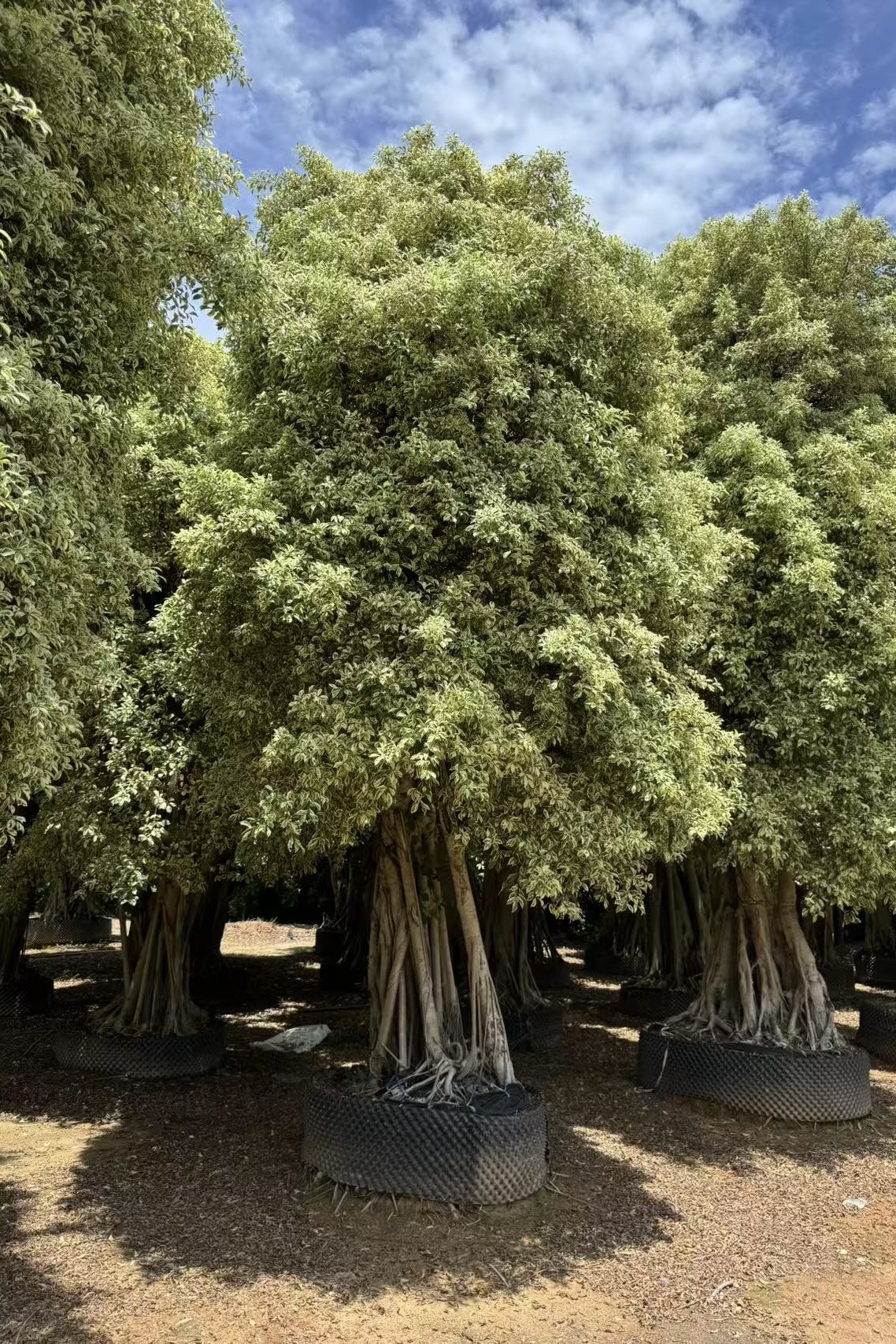 Variegated Ficus