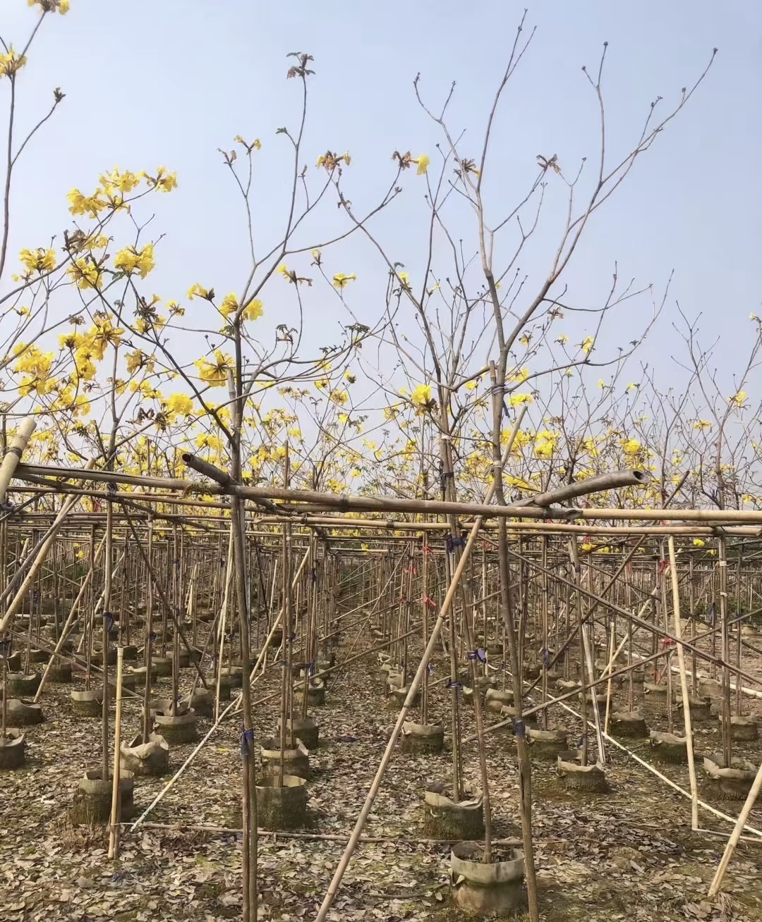 Golden Yellow Trumpet Tree