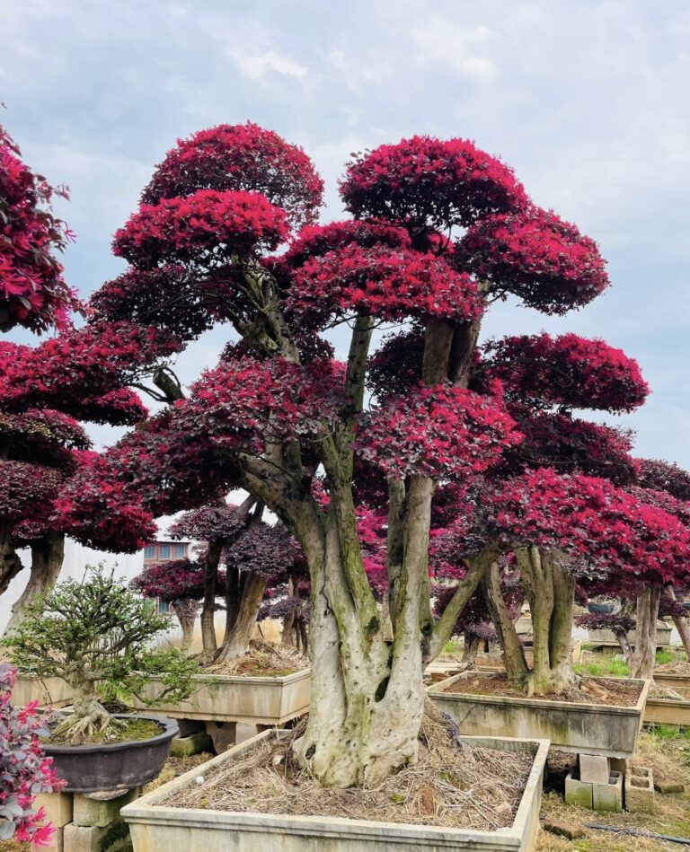 Red Loropetalum Plant