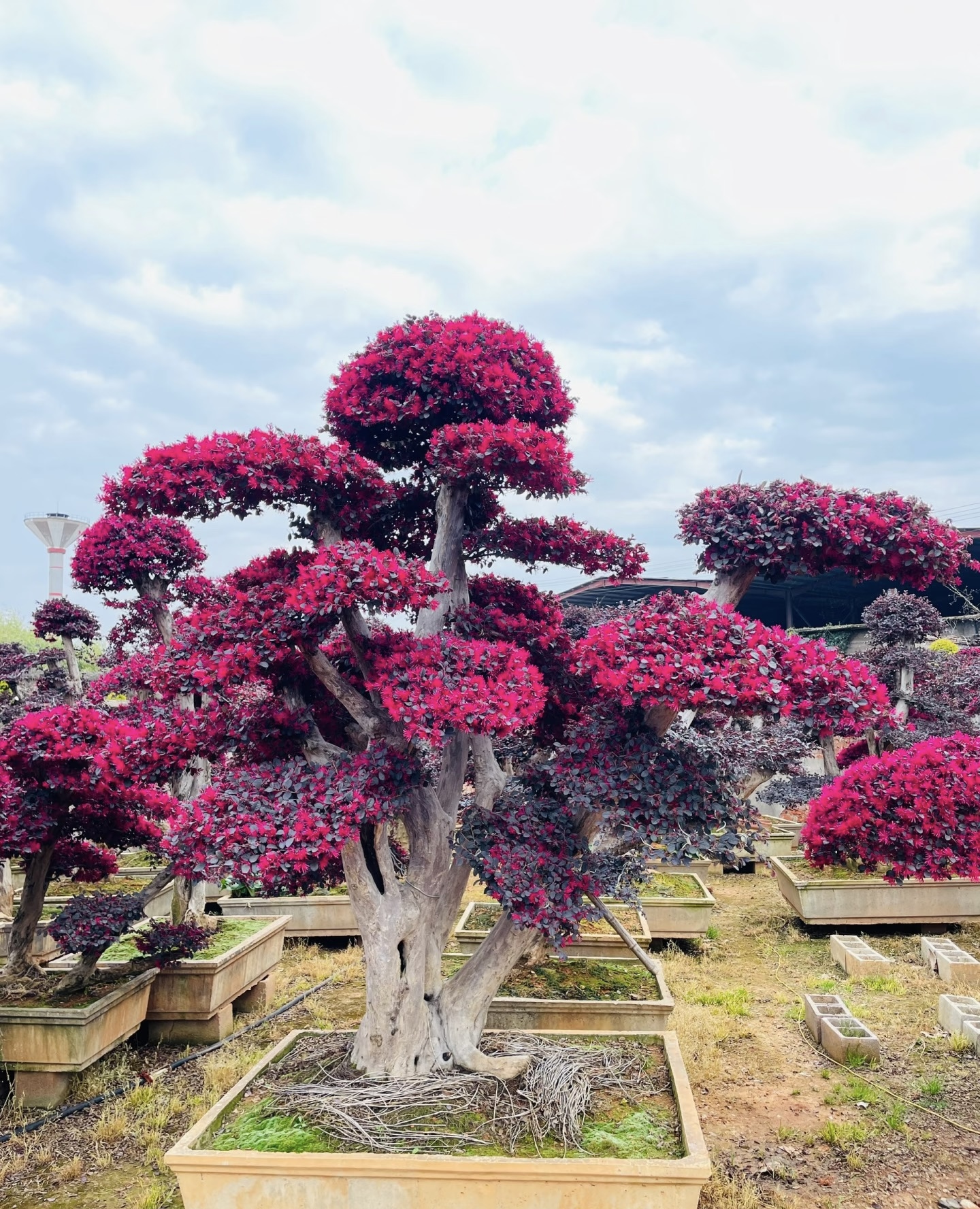 Red Loropetalum Plant1