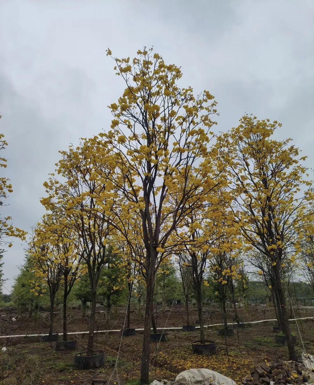 Golden Trumpet Flowers3