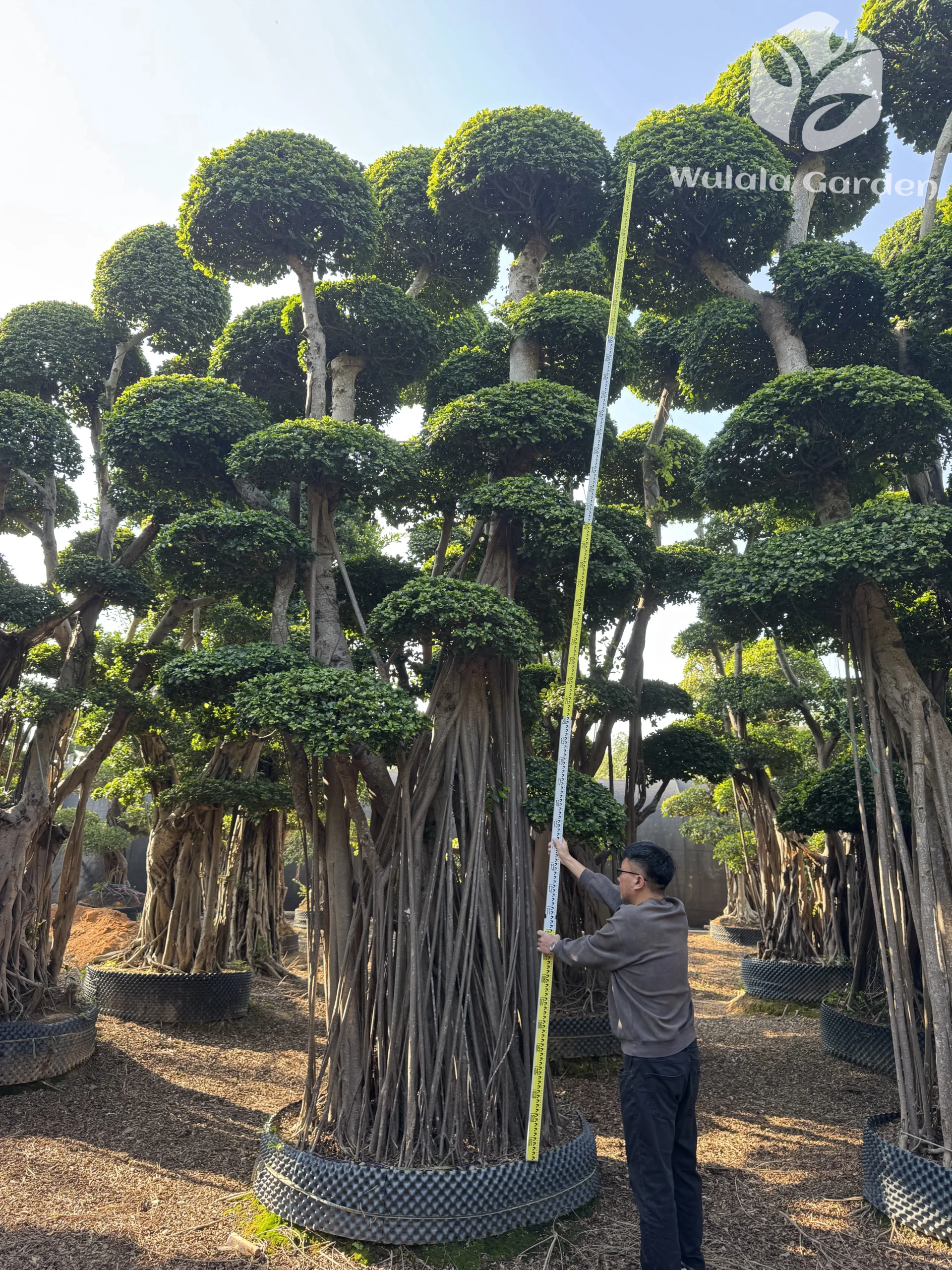 Bonsai Garden Nursery 5