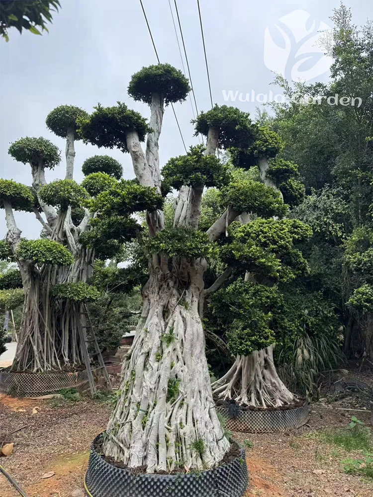Ficus Bonsai Tree