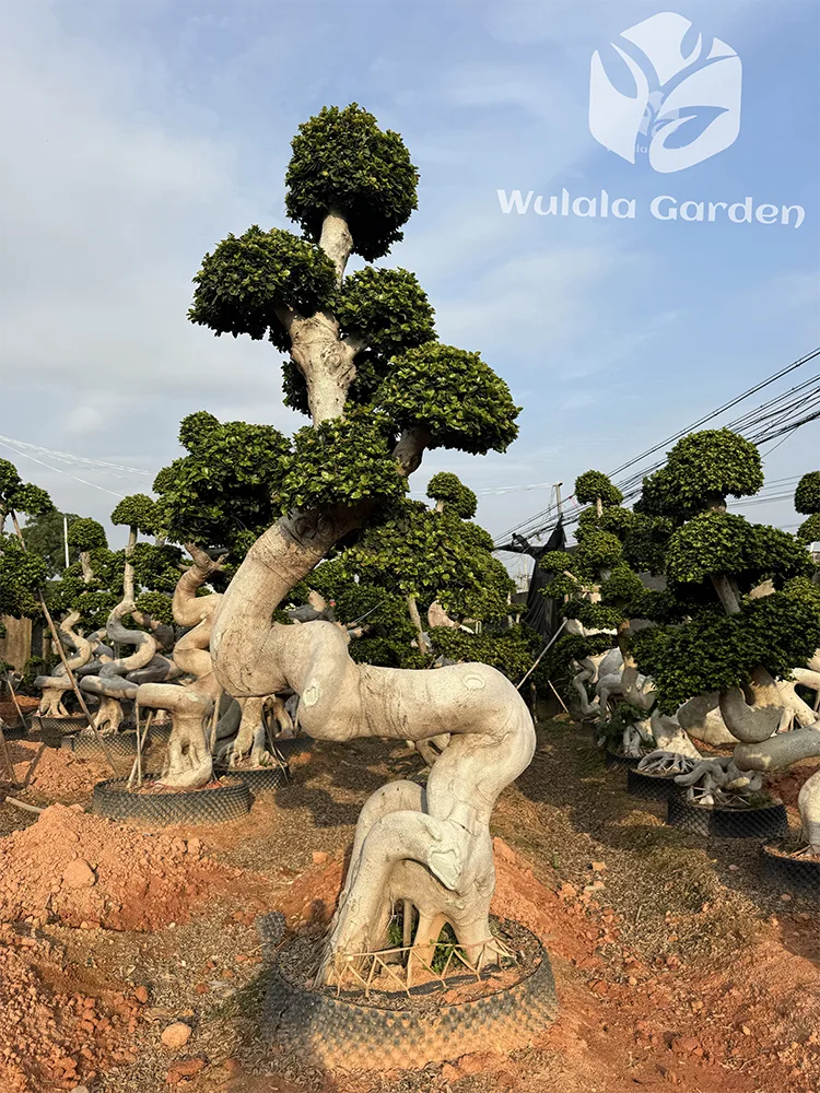 Ficus Bonsai Tree2