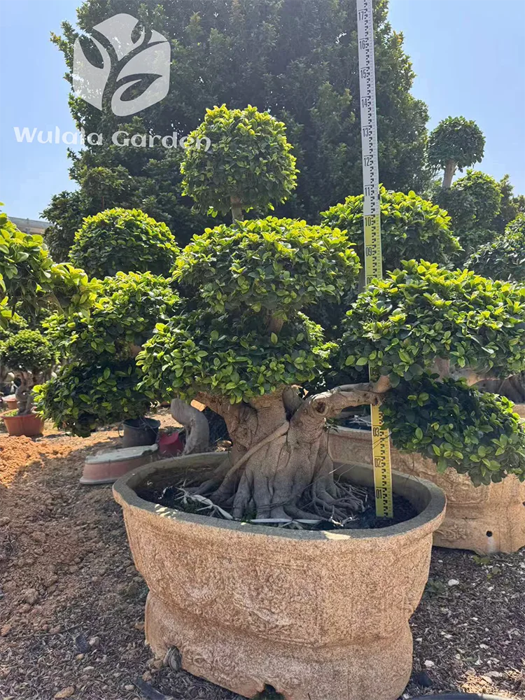Ficus Bonsai Tree3