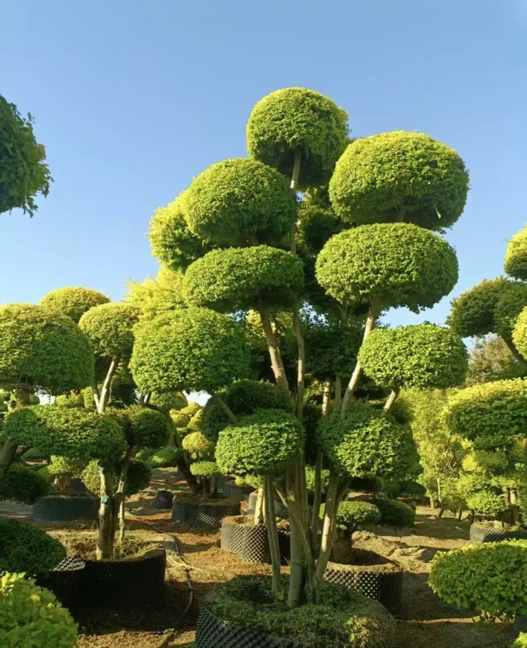 Ligustrum Topiary Trees1