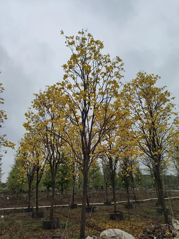 Golden Trumpet Tree Flower 1