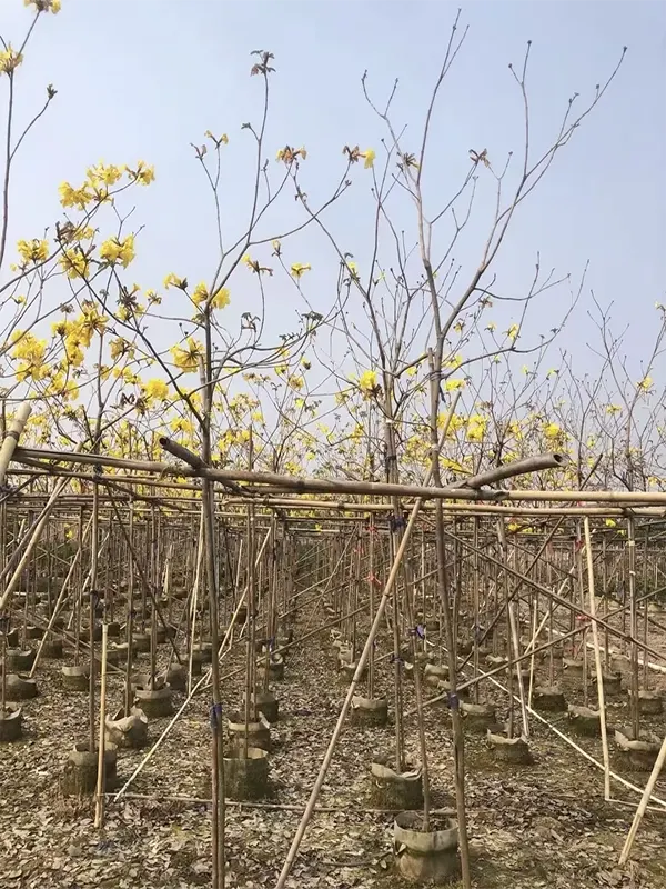 Golden Trumpet Tree Flower 2