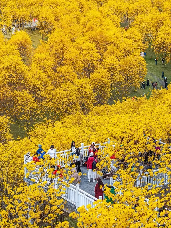 Golden Trumpet Tree Flower 3
