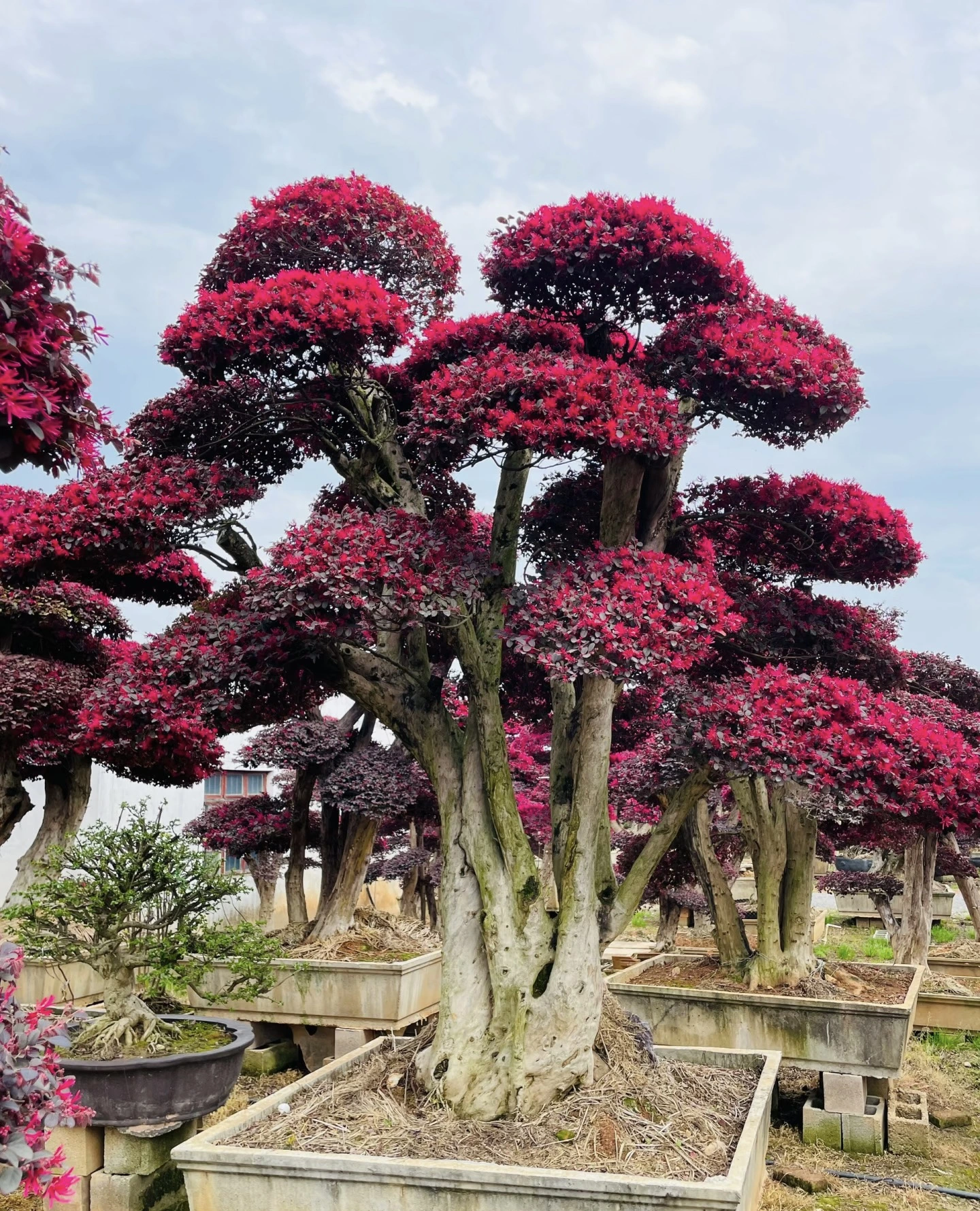 Loropetalum Bonsai Tree1