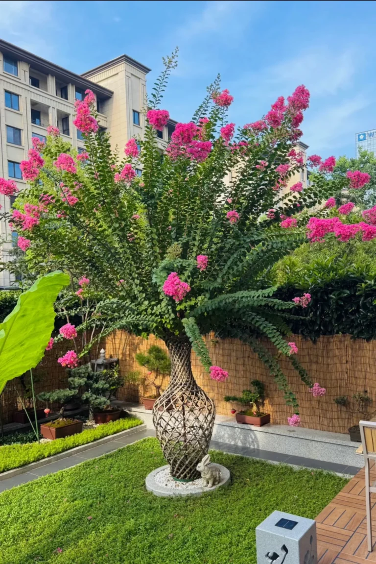 Crepe Myrtle In A Pot 4