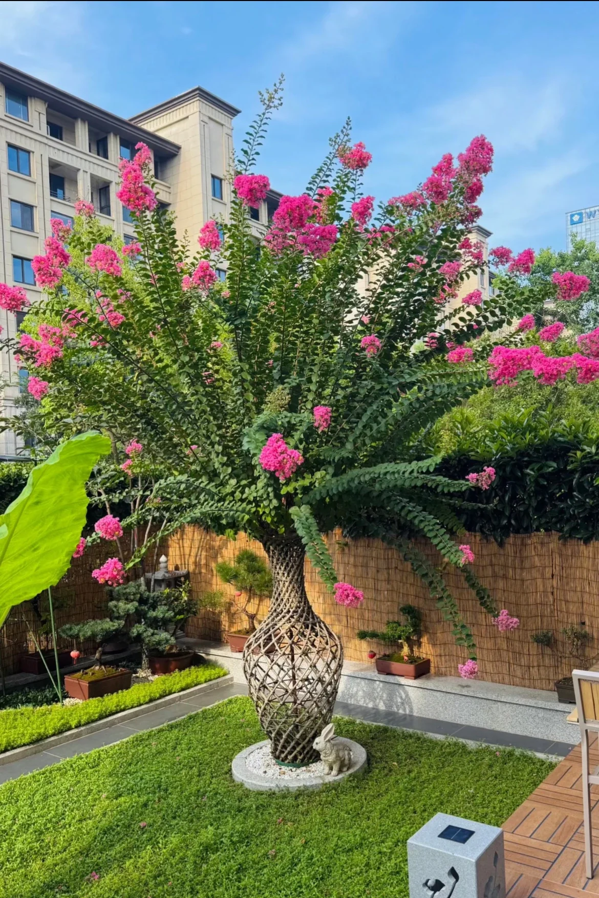 Crepe Myrtle In A Pot 4