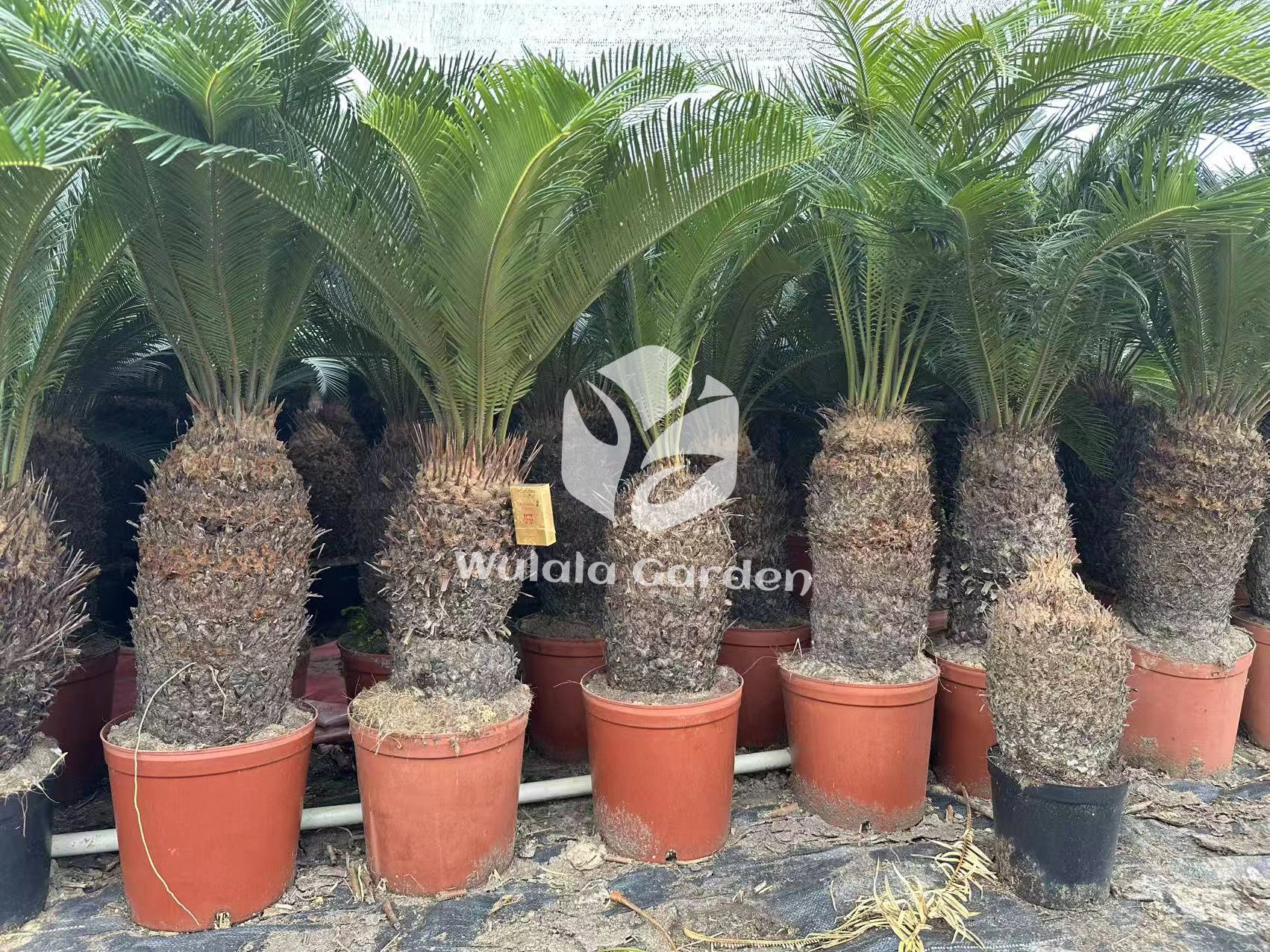 Cycas Revoluta1