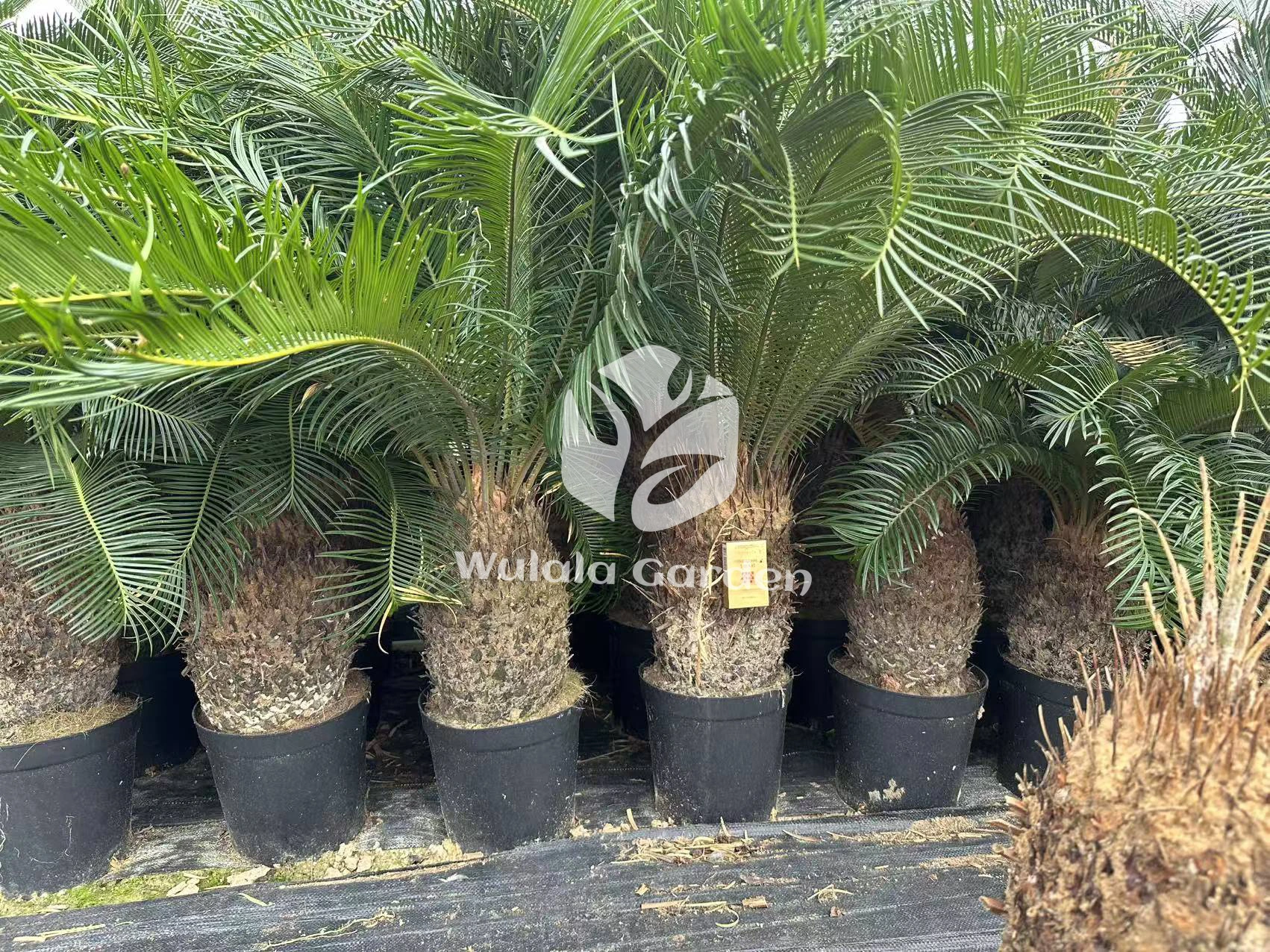 Cycas Revoluta2