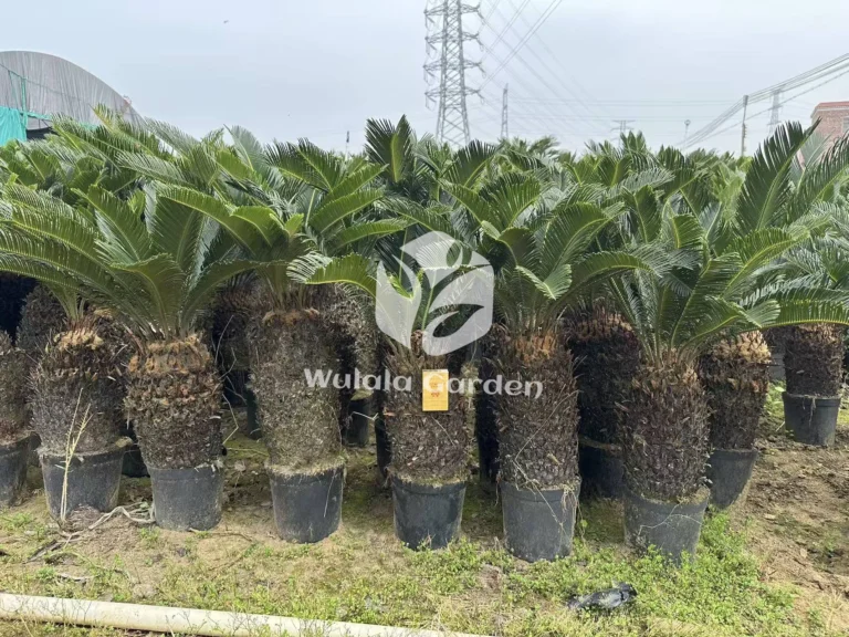 Cycas Revoluta3
