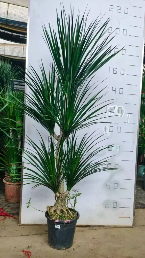 Dracaena Draco（1）