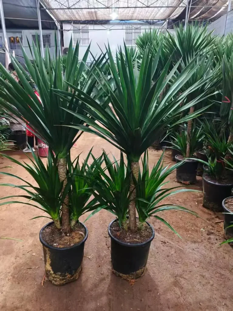 Dracaena Draco（2）