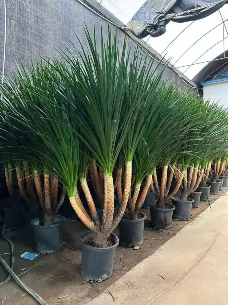 Dracaena Draco（3）
