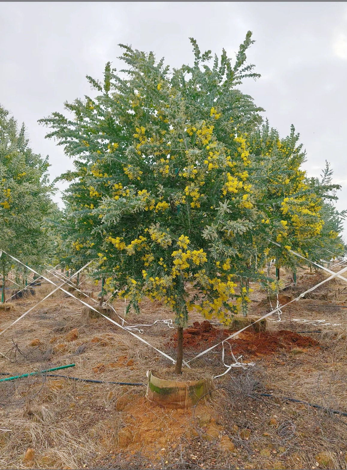 Tabebuia Argentea1