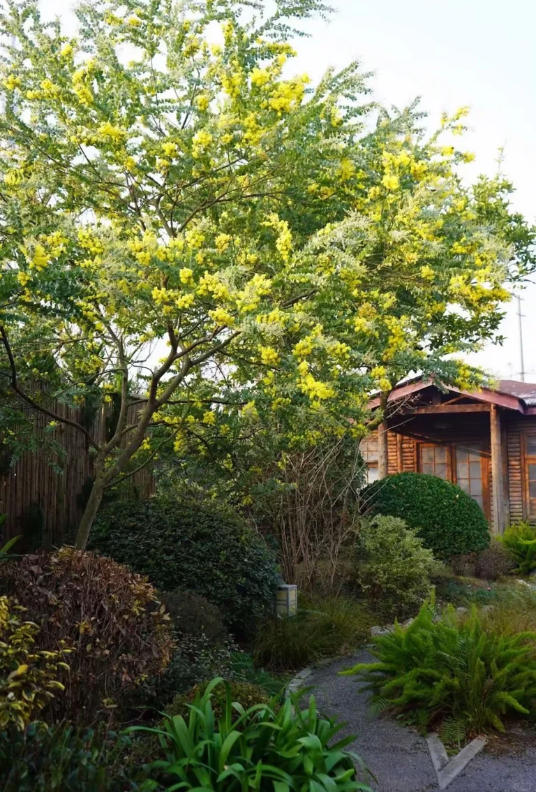 Tabebuia Argentea2
