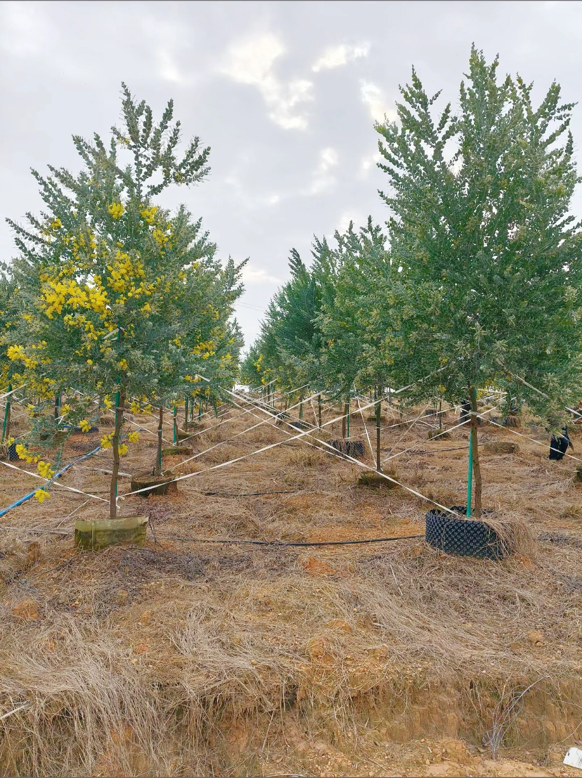 Tabebuia Argentea3