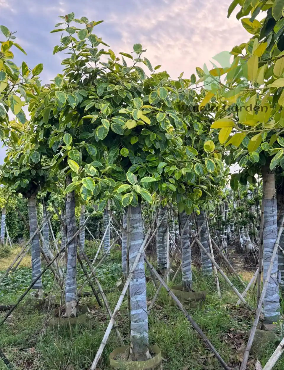 Ficus Benghalensis 'variegata'（2）