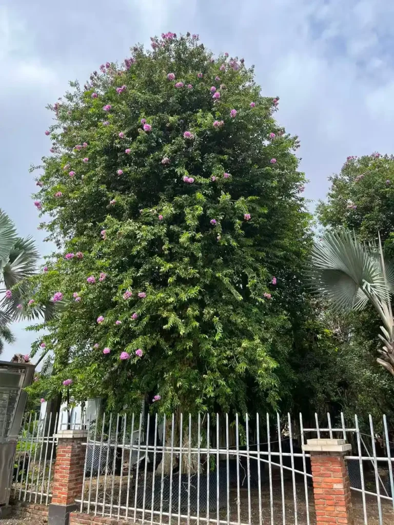 Lagerstroemia Speciosa Tree1