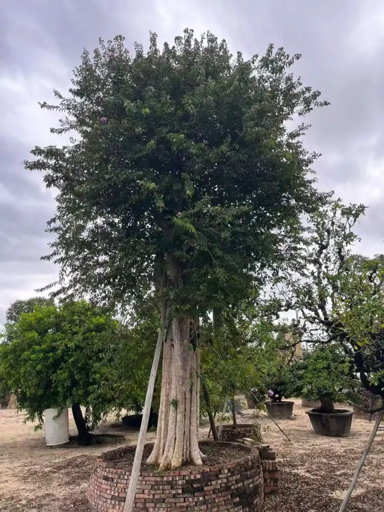 Lagerstroemia Speciosa Tree2