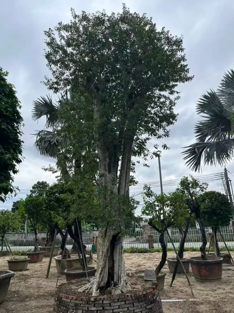 Lagerstroemia Speciosa Tree3
