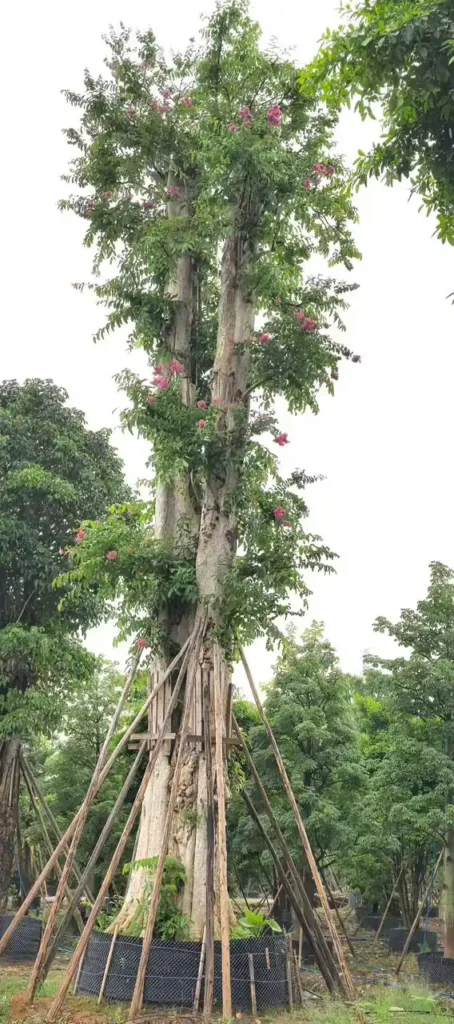 Lagerstroemia Speciosa Tree4