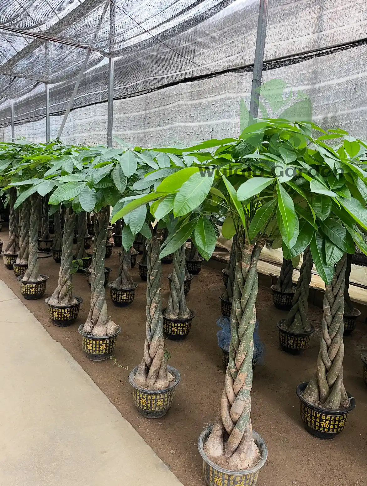 Pachira Aquatica Tree2