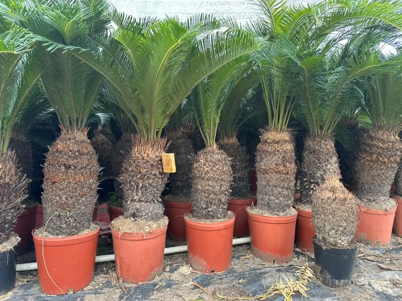 Cycas Tree1