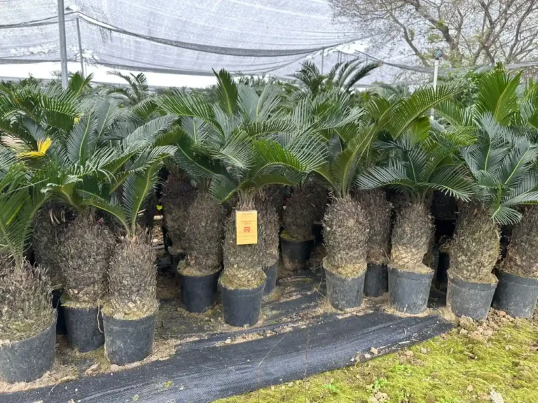 Cycas Tree2