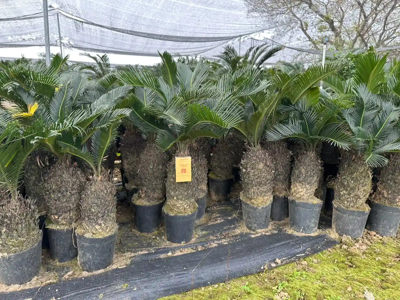 Cycas Tree2