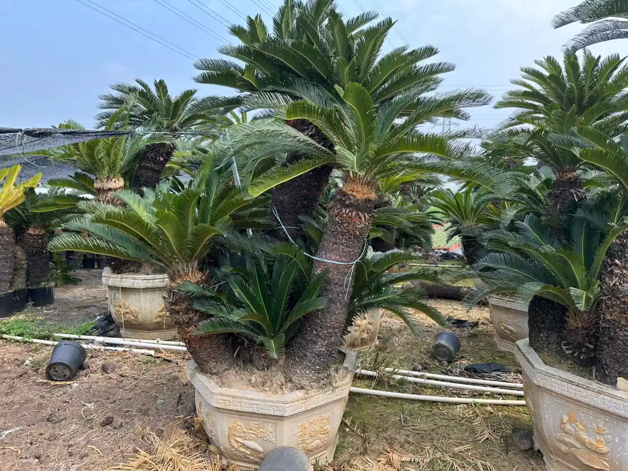 Cycas Tree3