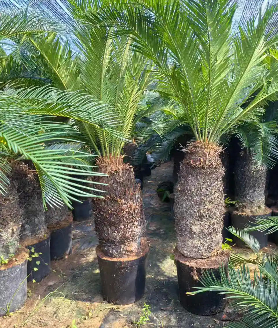 Cycas Tree4