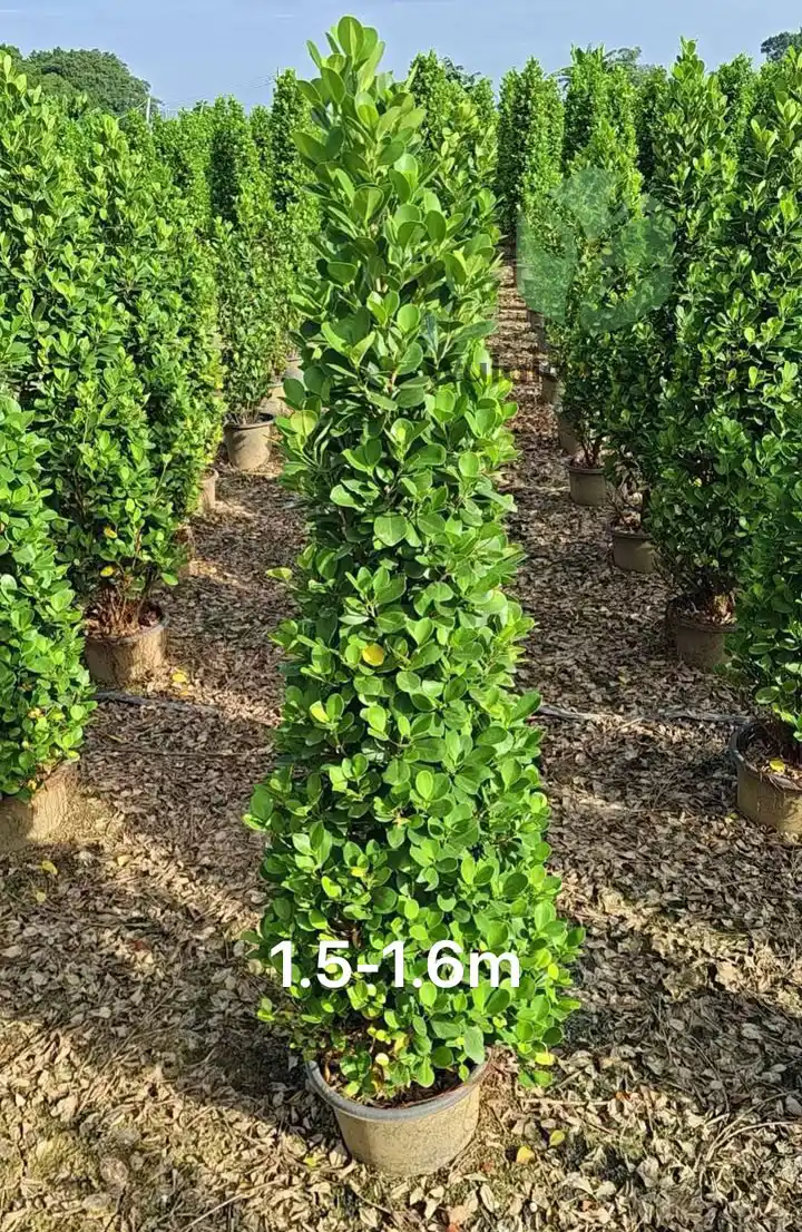 Ficus Panda1